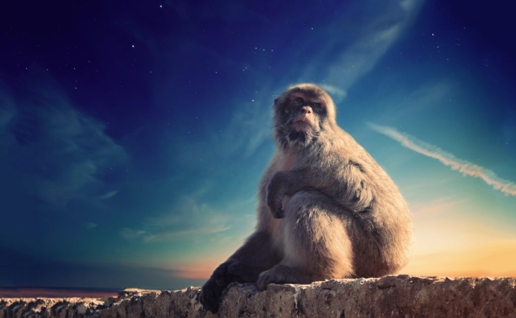 Monkey gazing into the sky